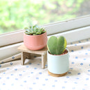 Hoya Heart Variegated, Valentine Hoya Variegated, how to care for Variegated Hoya Heart, heart-shaped houseplant,