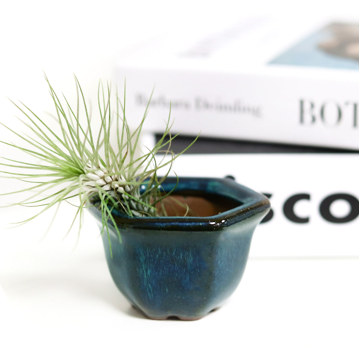 small pots for air plants Retro Green Hexagon Glazed Clay Mini Air Plant Holder