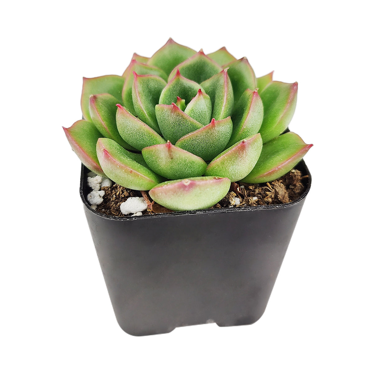 ech succulent Echeveria Cris - Echeveria Succulent Plant