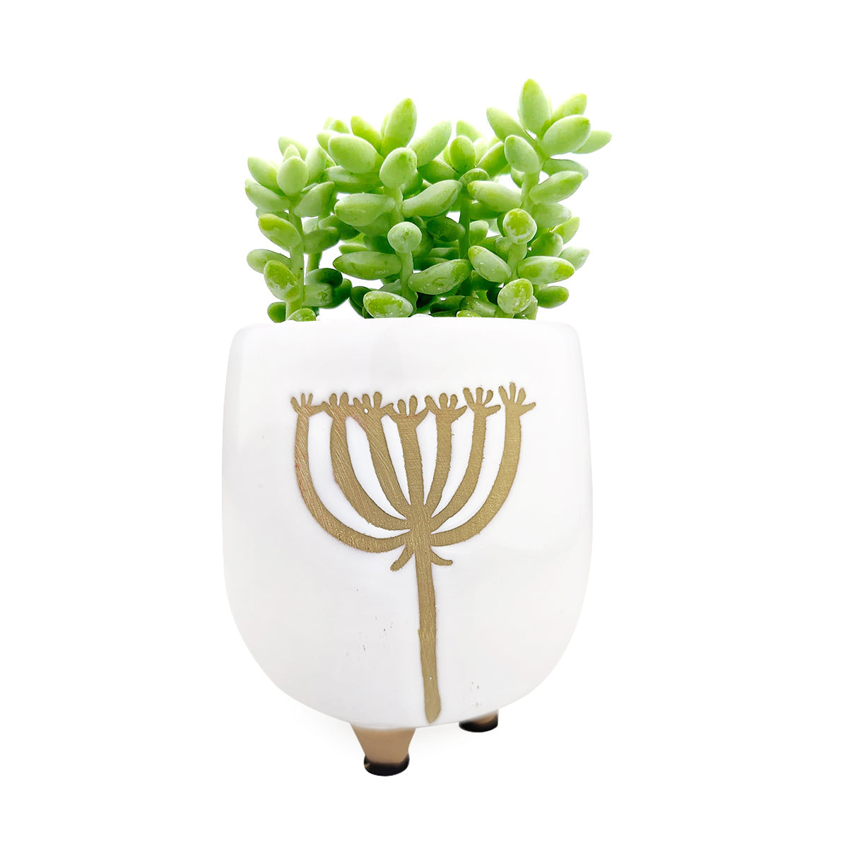 Shop Succulent Planter Pots, Decorative Pot for Succulent &amp; Cactus, Reliable sources where you can find high-quality ceramic decorative planter pots, Dandelion Ceramic Footed Pot for Sale