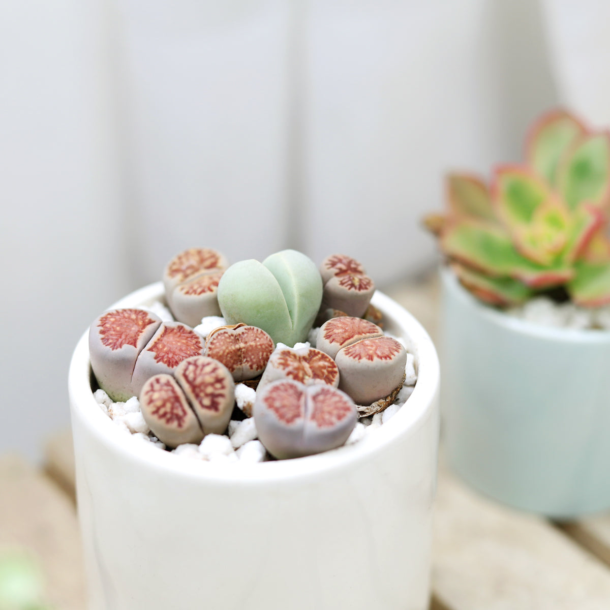 live succulents in white pots Lithops Living Stones Live Cactus - Easy To Grow Succulents