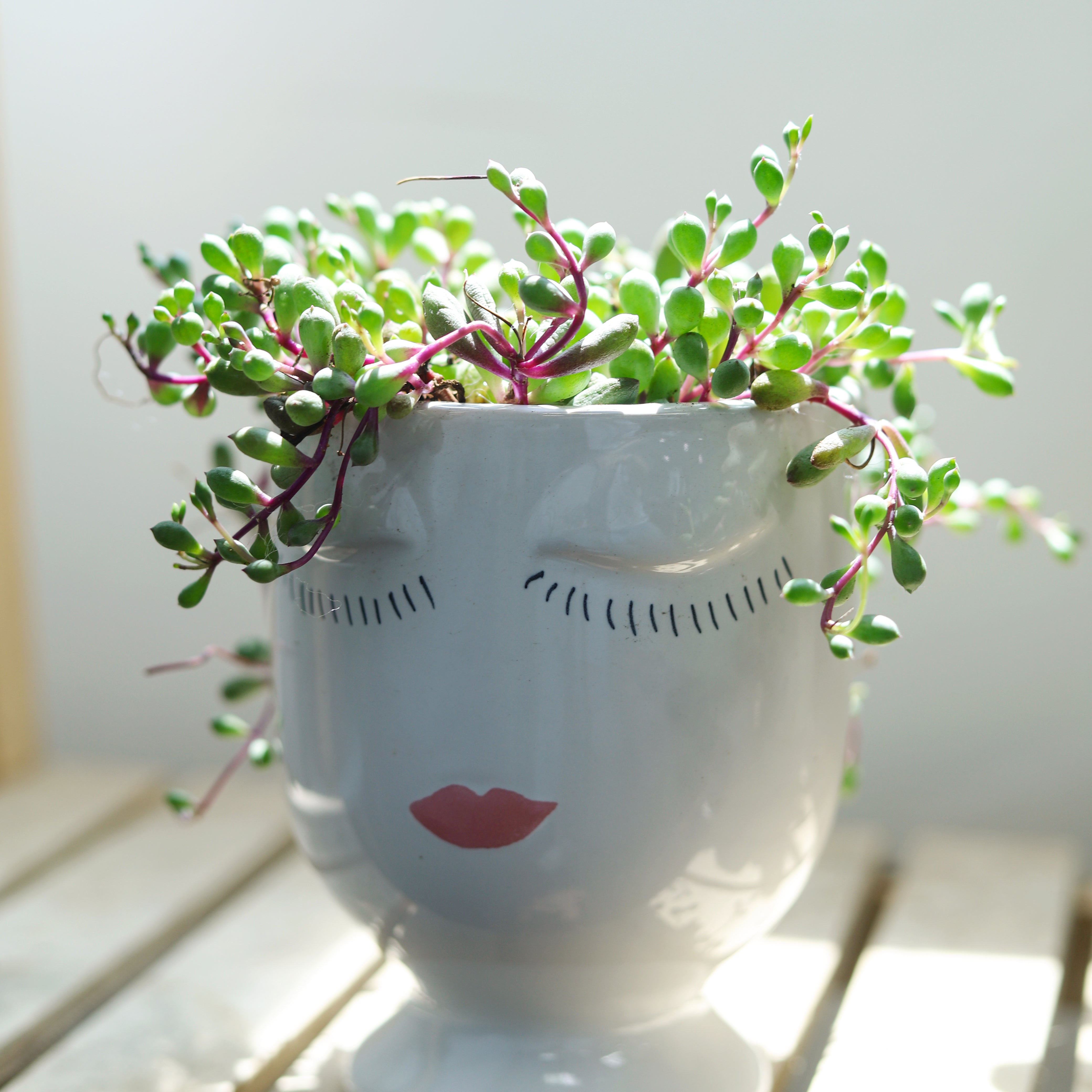 ruby necklace plant indoor Ruby Necklace Succulent