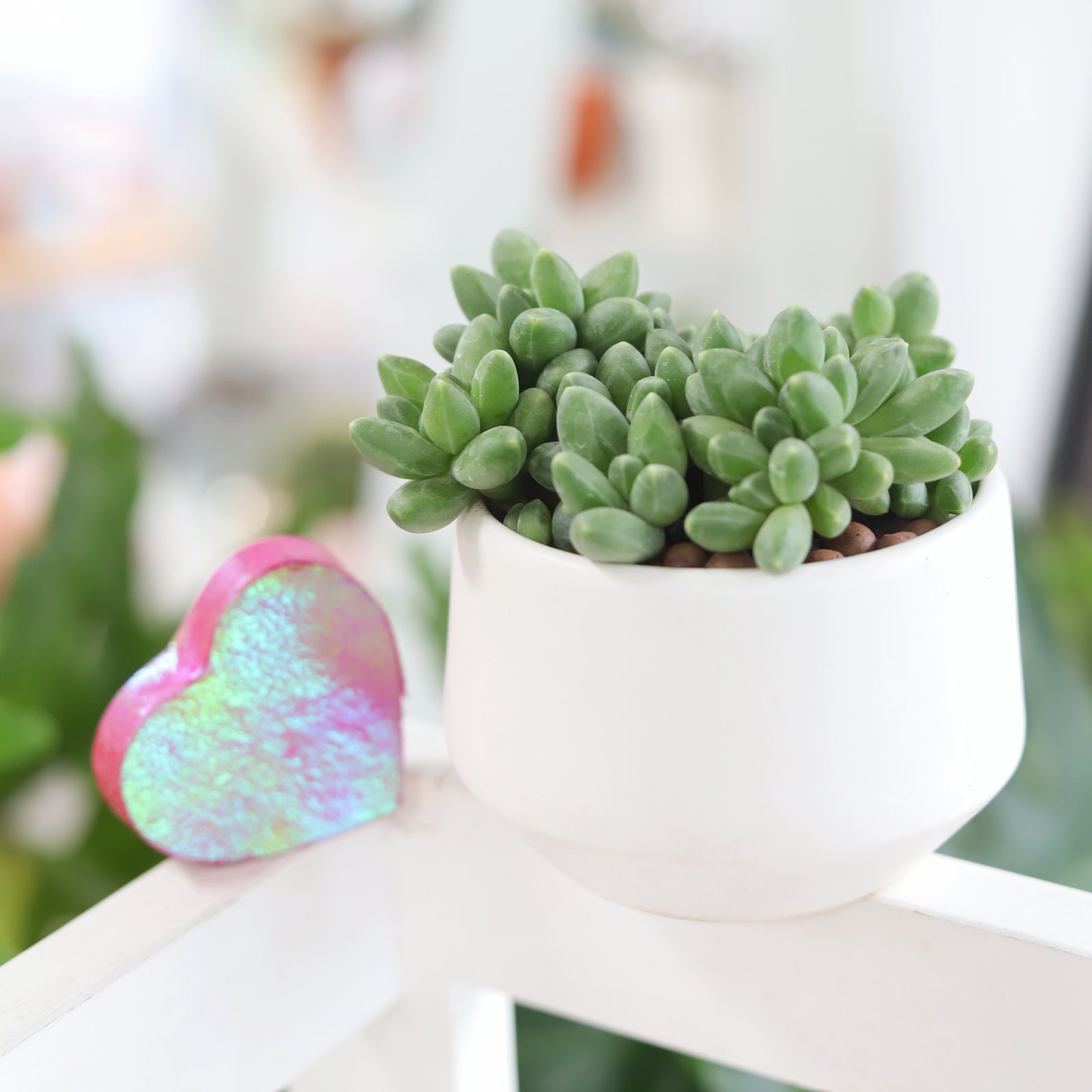 Pachyveria Little Jewel succulent as gift