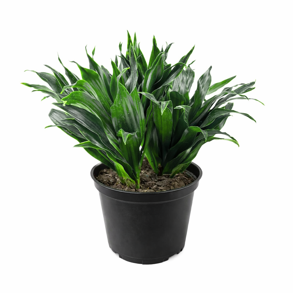 dracaena deremensis janet craig Dracaena Deremensis Janet Craig Compacta