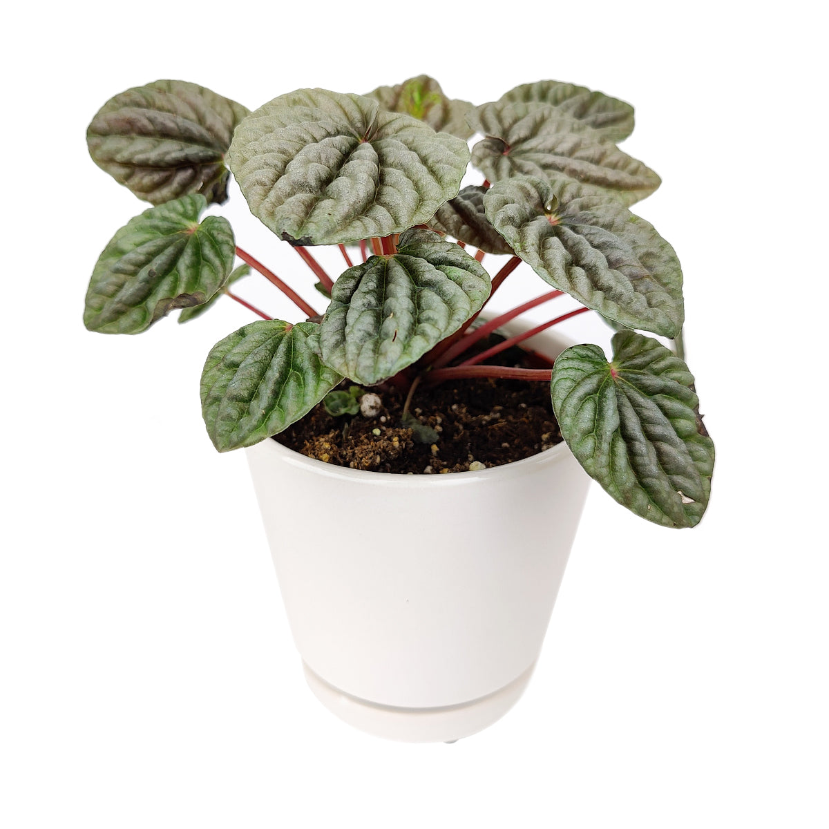 Peperomia Caperata, Emerald Ripple Pepper, Indoor Houseplants, Colorful Foliage Houseplants, Easy Care Houseplants for Beginners, Peperomia Caperata in Ceramic Pots, best online nursery for perennials

