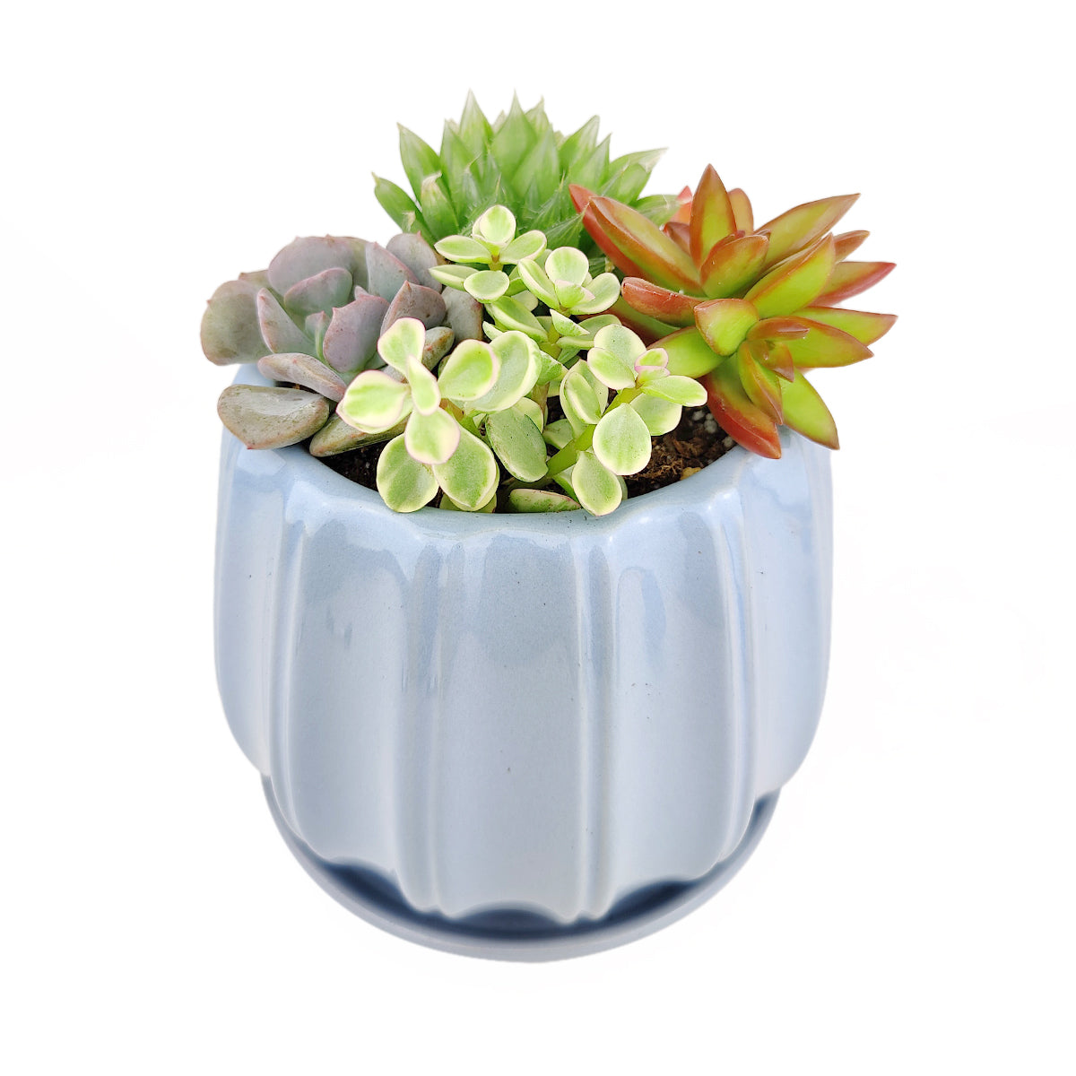 Succulent Arrangement in Ceramic Pot, rosette succulents, colorful succulents, stunning succulent arrangement for home and office decor, random succulents in ceramic pots
