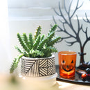 Orbea Variegata Succulent, Starfish cactus, Toad cactus, live cactus for sale, unique cactus for gift ideas, succulents for sale, rare succulents, rare succulents for sale, unique succulents, buy succulents online, rare succulent, succulent shop, unusual succulents, succulent store, succulents online