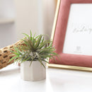 Octagon Cement Mini Air Plant Holder for sale, buy Octagon Cement Mini Air Plant Holder online, Octagon Cement Mini pot, Octagon Cement Mini Air Plant display