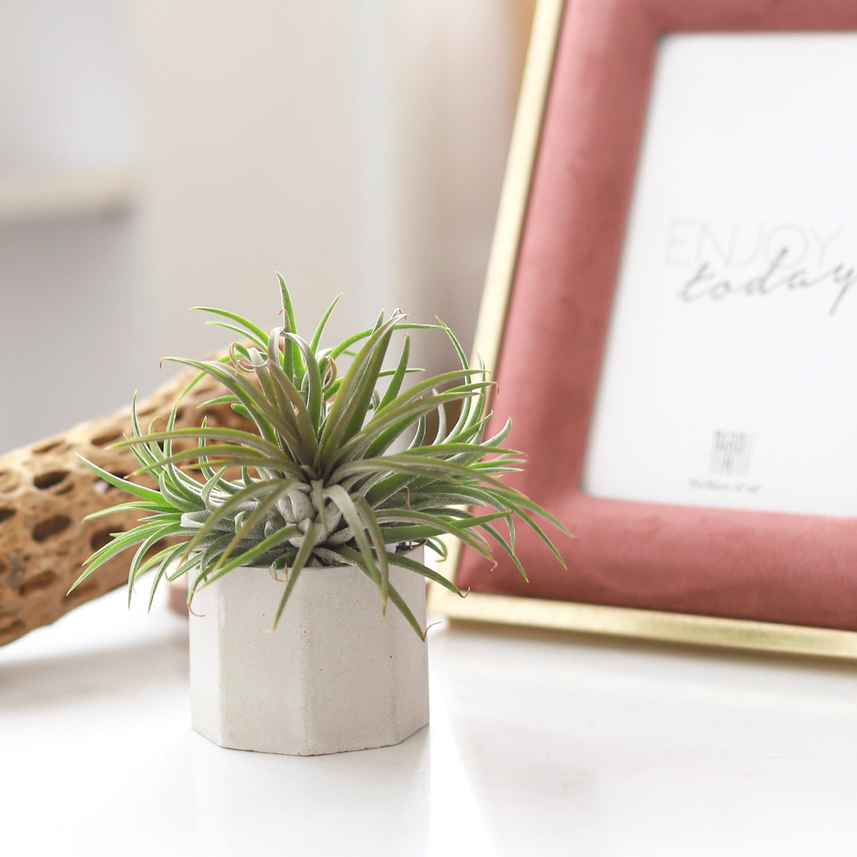 unique air plant holder, cement pot, cement pot for sale, cement plant pot, air plant holder ideas, cute air plant holder, mini succulent pot