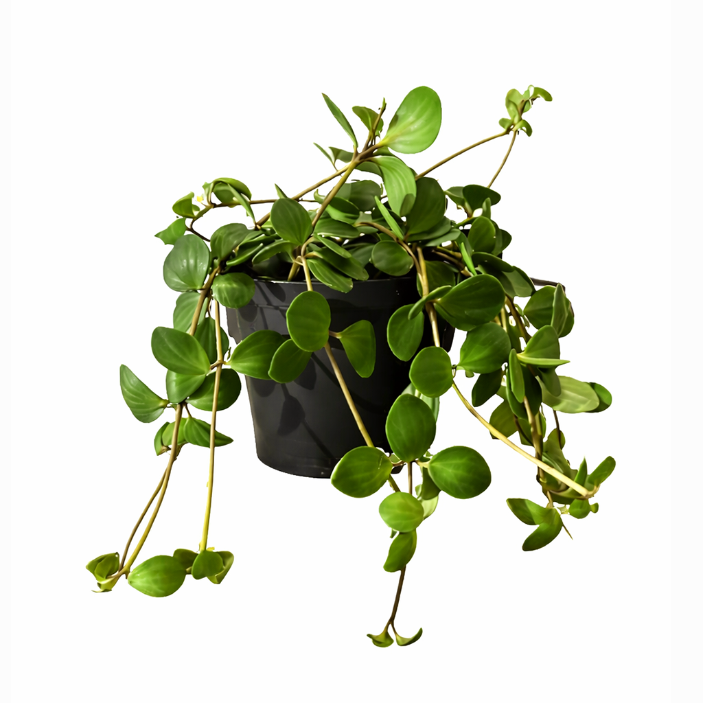  Peperomia Hope care guide, medium-light houseplant, houseplant for hanging baskets, light and watering requirement for Peperomia Hope