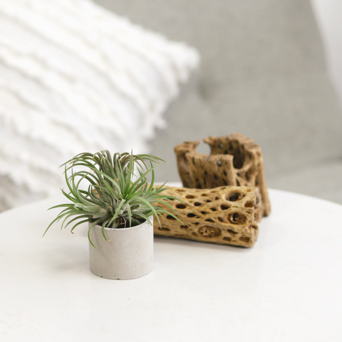 mini succulent pot, Round Cement Mini Air Plant display, Round Cement Mini Air Plant display for sale, Round Cement Mini Air Plant display near me, mini cement planter