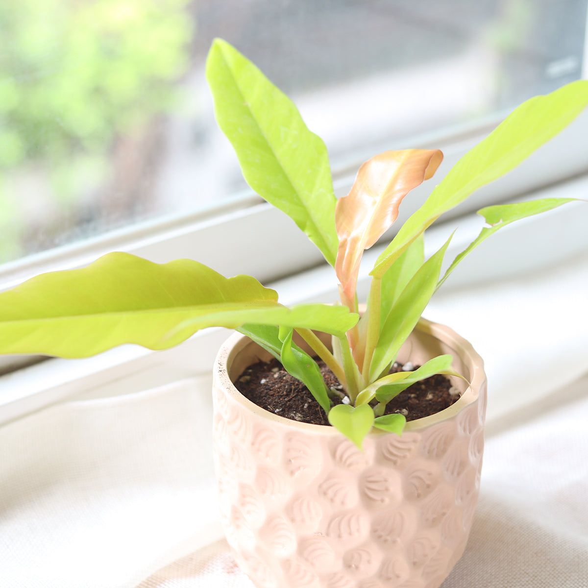 philodendron gergaji golden gator Philodendron Gergaji Golden - Colorful Tropical Live Indoor Plants