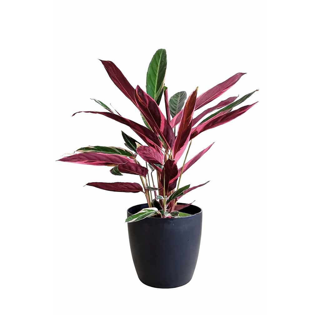 calathea triostar, calathea stromanthe triostar, stromanthe sanguinea triostar, stromanthe sanguinea triostar near me, stromanthe sanguinea triostar for sale, stromanthe sanguinea triostar in ca, tropical indoor plant, pink tropical plant