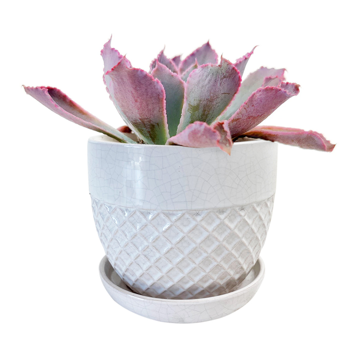 6 inch pots for plants 6 inch White Acorn Bell Ceramic Planter