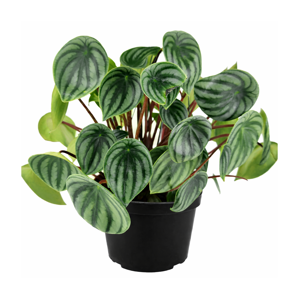 houseplant for sale, easy to care houseplant for home and office decoration, Peperomia Watermelon for sale