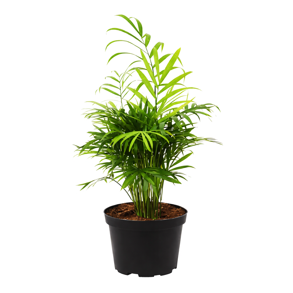 bella palm plant png Parlor Palm Neanthe Bella Palm