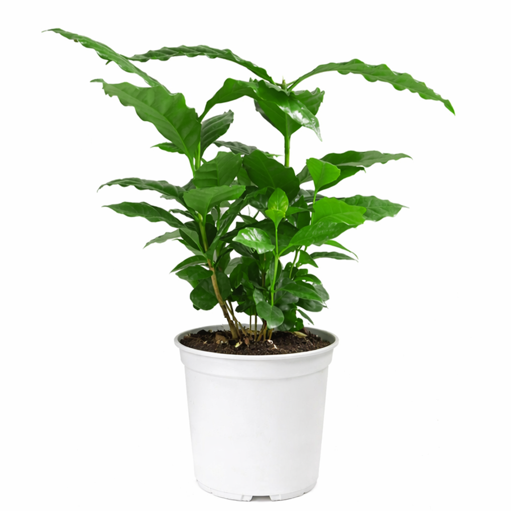 indoor coffee table plants Arabica Coffee Plant