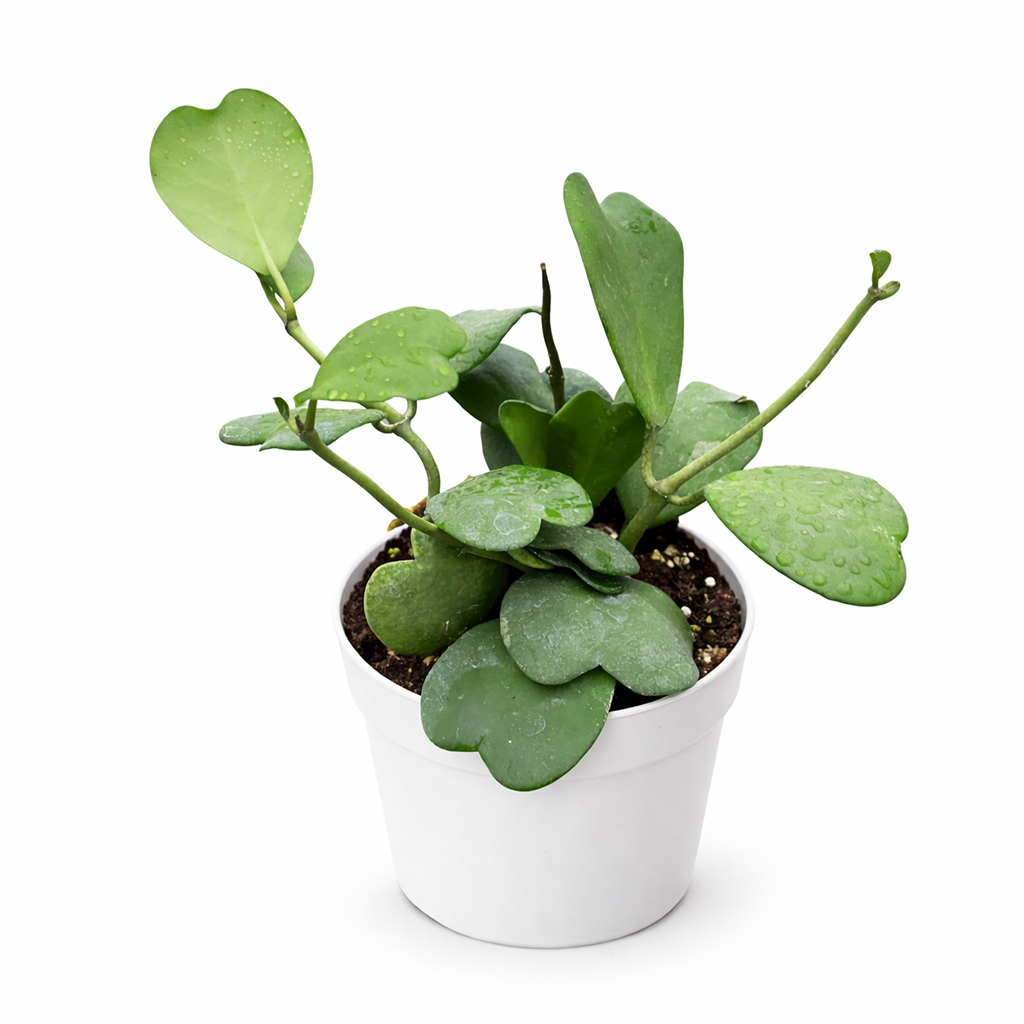 Hoya Heart care guide, Hoya Heart for sale, Hoya heart near me, Hoya Kerrii, Hoya Kerrii Heart, Sweetheart Hoya, Valentine plants, Heart-shaped plants, types of houseplants, low light houseplants, easy to grow houseplants