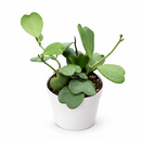 Hoya Heart care guide, Hoya Heart for sale, Hoya heart near me, Hoya Kerrii, Hoya Kerrii Heart, Sweetheart Hoya, Valentine plants, Heart-shaped plants, types of houseplants, low light houseplants, easy to grow houseplants