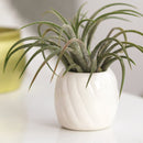 white ceramic mini air plant holder, air plant holder, mini pot for plant, mini pot for air plants, mini pot for succulents, buy air plant holder online, unique air plant display