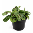 Maranta Green Prayer Plant, Rabbit Tracks for sale online, Easy to grow houseplants, Types of Colorful Foliage Plants, indoor houseplant, colorful foliage houseplant