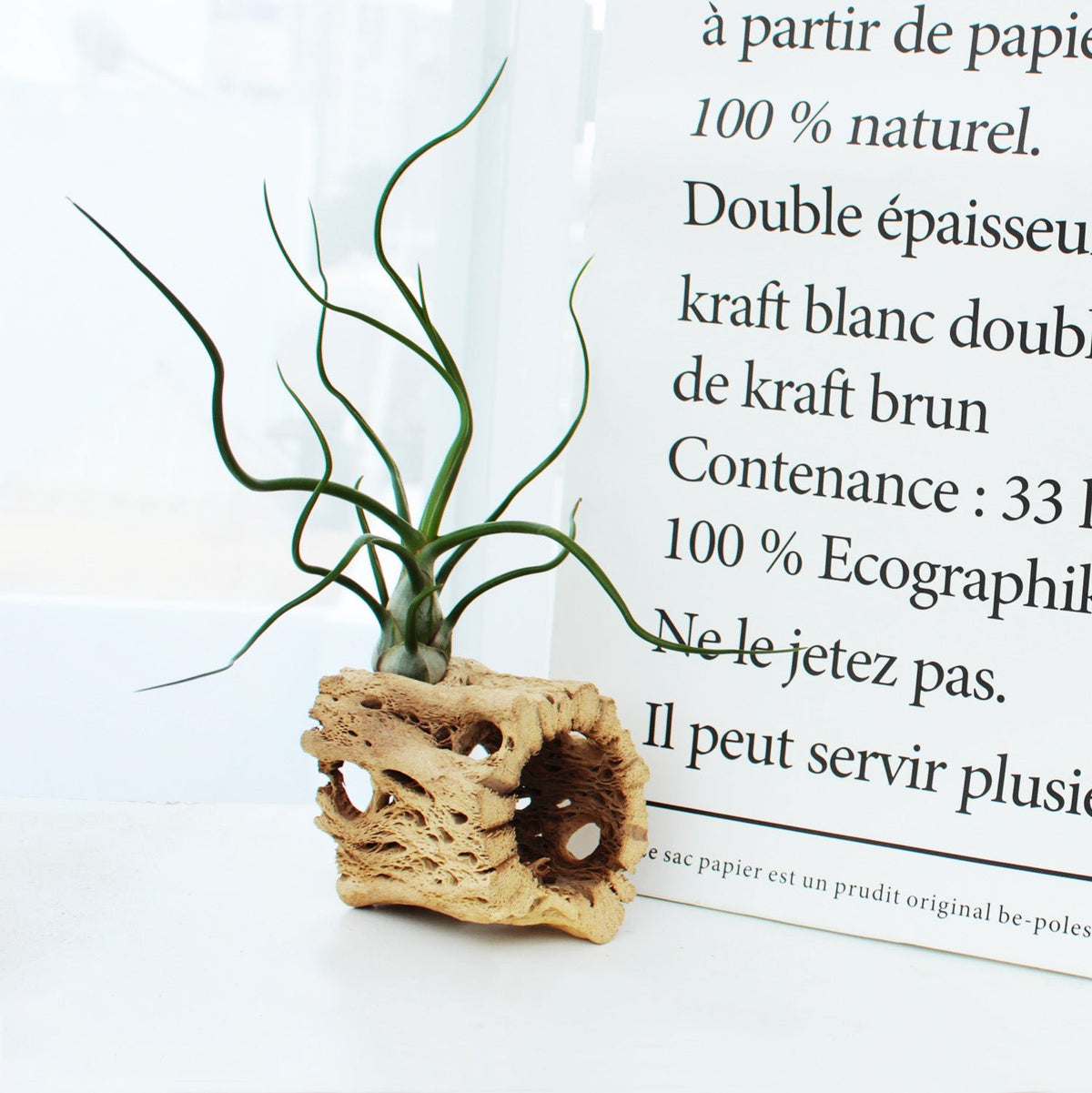 Tillandsia Bulbosa Belize Air Plant Live for Sale, Airplant Home Office Decor Ideas, Best Plant for Home Decor, Live Air Plant Gifts for Sale