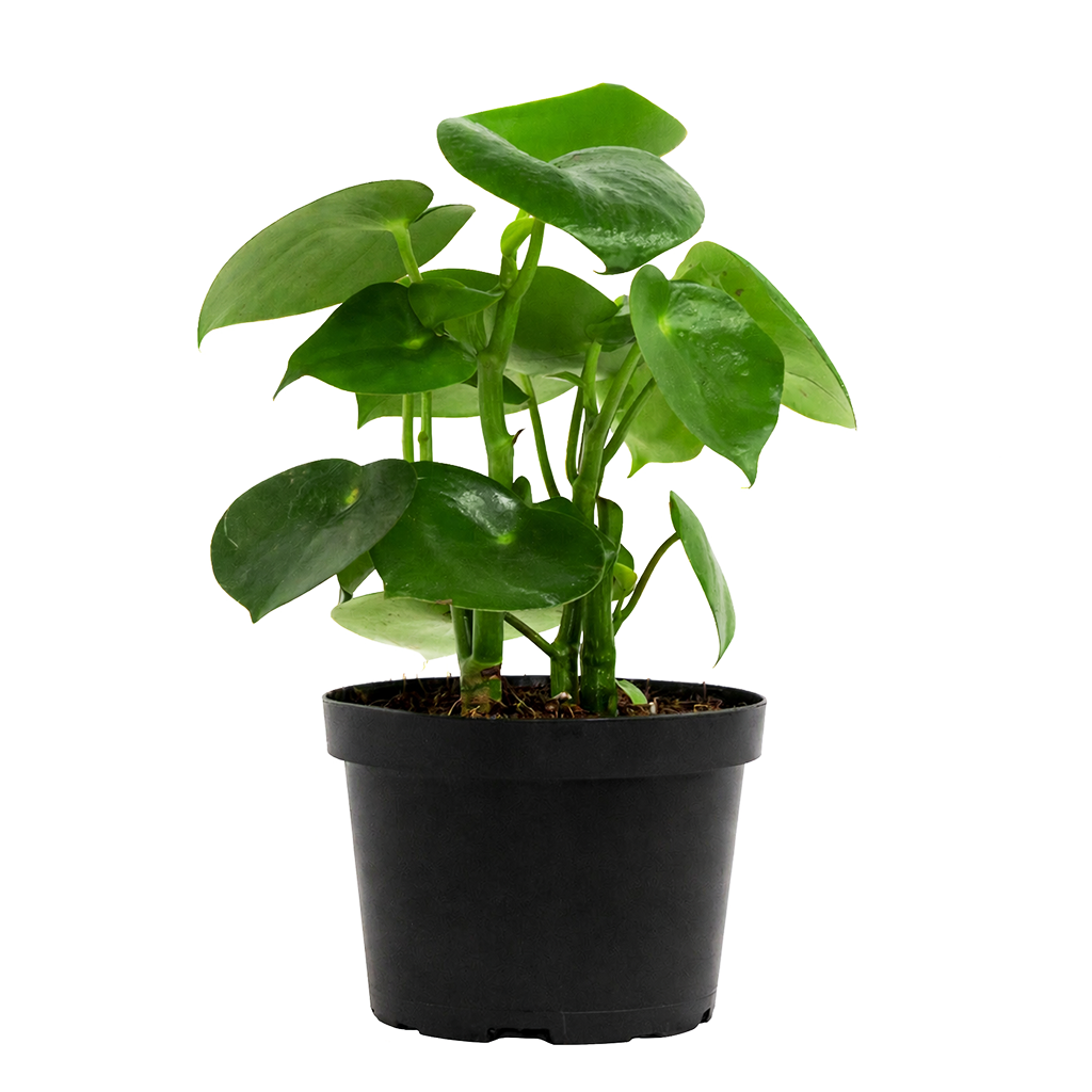 Raindrop-shaped leaves Plant in a 6 inch pot, Houseplants as home decor gifts, Gifts for plant lovers, Buy Peperomia polybotrya Raindrop online