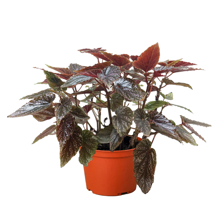 6 inch Begonia Corallina, Angel Wing Begonia, Coral Begonia, Cane Begonia, Easy care Begonia, Low light flowering plant