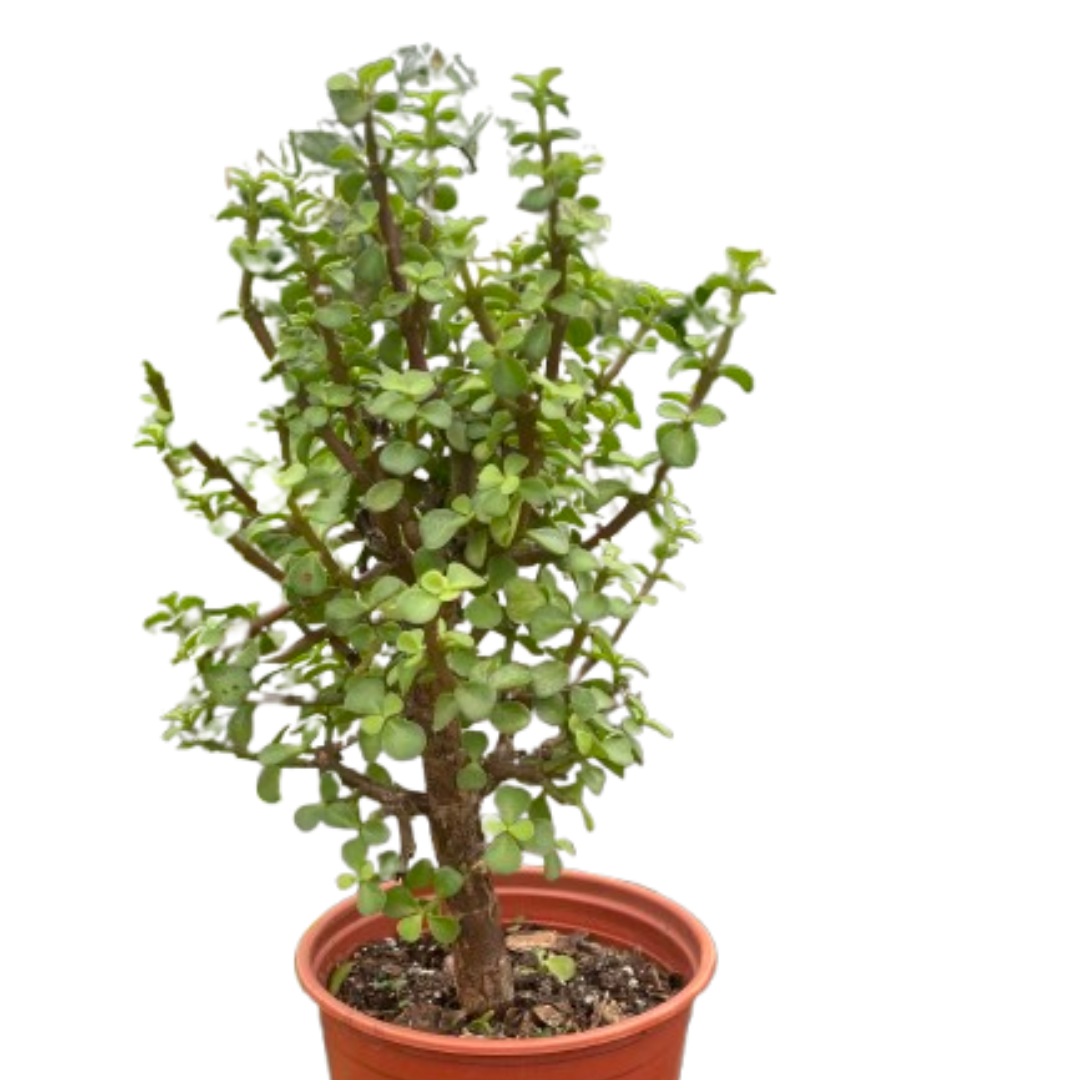 6" pot bonsai jade dwarf green live houseplant for sale, small oval waxy green leaves with reddish stems, dense miniature tree canopy, low-maintenance indoor bonsai form, pet-friendly non-toxic succulent, elegant shelf or windowsill accent, a unique and enduring housewarming gift