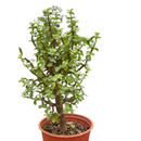 4" pot bonsai jade dwarf green live houseplant for sale, glossy thick succulent leaves in rich forest green, mature woody stems with natural bonsai character, slow-growing drought-tolerant indoor tree, beginner-friendly and long-lived specimen, charming nature-inspired accent for desk or shelf, an ideal gift for plant lovers and bonsai beginners