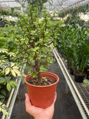 4" pot bonsai jade dwarf green live houseplant for sale, glossy thick succulent leaves in rich forest green, mature woody stems with natural bonsai character, slow-growing drought-tolerant indoor tree, beginner-friendly and long-lived specimen, charming nature-inspired accent for desk or shelf, an ideal gift for plant lovers and bonsai beginners