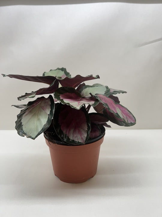 buy calathea roseopicta 'silvia' live houseplant 4" pot online, large glossy rounded leaves in vivid pink-red and dark green patterning, compact clumping tropical suitable for medium to bright indirect light spots, moisture-loving foliage that signals thirst with gentle wilting, non-toxic to cats and dogs, elegant exotic houseplant gift for tropical plant fans