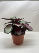 buy calathea roseopicta 'silvia' live houseplant 4" pot online, vivid tropical foliage showcasing rich pinkish-red centers surrounded by dark green scalloped edges, burgundy undersides visible as leaves rise at night, clumping upright growth with moderate spread, high humidity preference making it ideal for bright humid indoor spaces, beautiful pet-safe air-purifying plant gift for any occasion