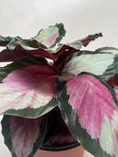 buy calathea roseopicta 'silvia' live houseplant 4" pot online, vivid tropical foliage showcasing rich pinkish-red centers surrounded by dark green scalloped edges, burgundy undersides visible as leaves rise at night, clumping upright growth with moderate spread, high humidity preference making it ideal for bright humid indoor spaces, beautiful pet-safe air-purifying plant gift for any occasion