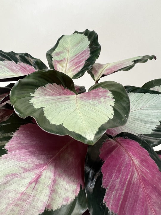 buy calathea roseopicta 'silvia' live houseplant 4" pot online, vivid tropical foliage showcasing rich pinkish-red centers surrounded by dark green scalloped edges, burgundy undersides visible as leaves rise at night, clumping upright growth with moderate spread, high humidity preference making it ideal for bright humid indoor spaces, beautiful pet-safe air-purifying plant gift for any occasion