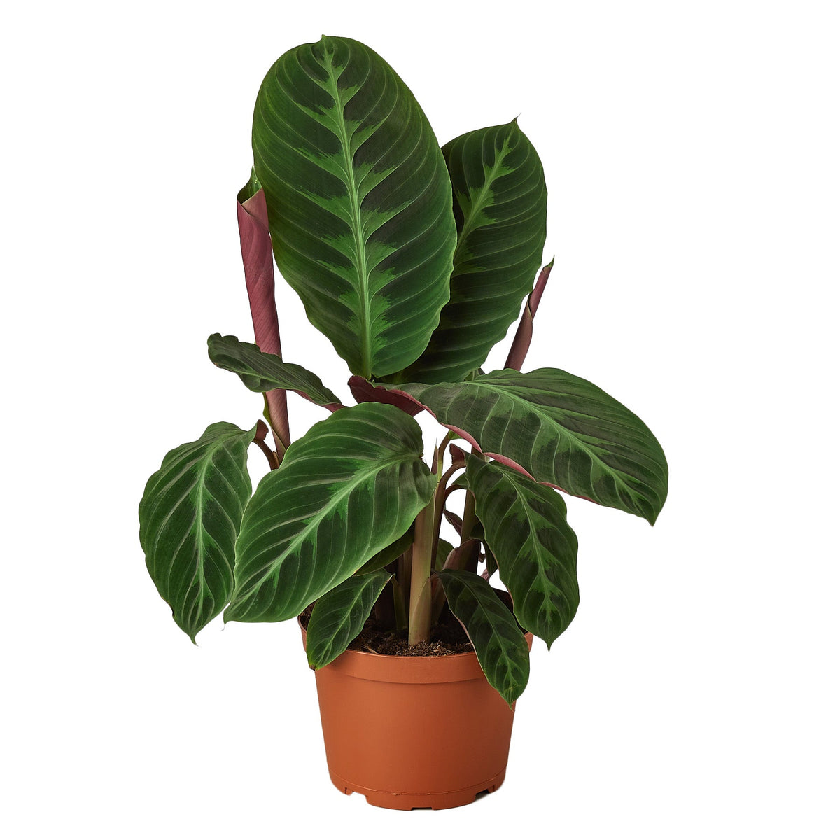 buy calathea 'warscewiczii' - 6" pot live houseplant 6" pot online, deep green velvety leaves with fishtail light-and-dark pattern, rich purple leaf undersides, upright bushy growth habit, air-purifying tropical foliage, prayer plant movement, a lush bohemian statement piece perfect for living rooms, a thoughtful gift for plant enthusiasts and pet-owning households