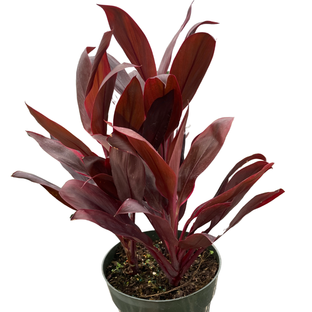 succulent calypso Cordyline Calypso Queen - Pink and Purple Foliage Live Plants For Sale