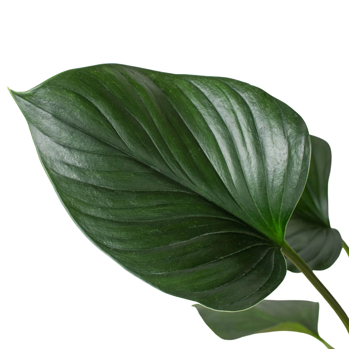 Shade-loving plant, Easy-care houseplant, Air-purifying plant, Decorative office plant, buy indoor plants online