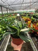 6" pot monstera 'standeleyana albo variegated' live houseplant for sale, bold white-splashed glossy foliage on a vigorous tropical climbing vine, leathery oval leaves with unique variegation on every leaf, thrives with indirect light and regular moisture, rare araceae family gem suited to floor display or hanging basket, a luxurious decorative addition to any indoor jungle, a showstopping gift for the plant lover in your life