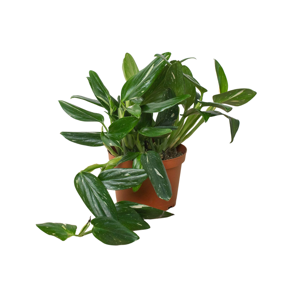 buy monstera 'standeleyana albo variegated' live houseplant 4" pot online, deep forest green glossy oval leaves with white cream speckles, compact climbing vine form, each leaf uniquely patterned, easy care tropical aroid, striking accent for a boho living room shelf, a thoughtful gift for rare plant collectors