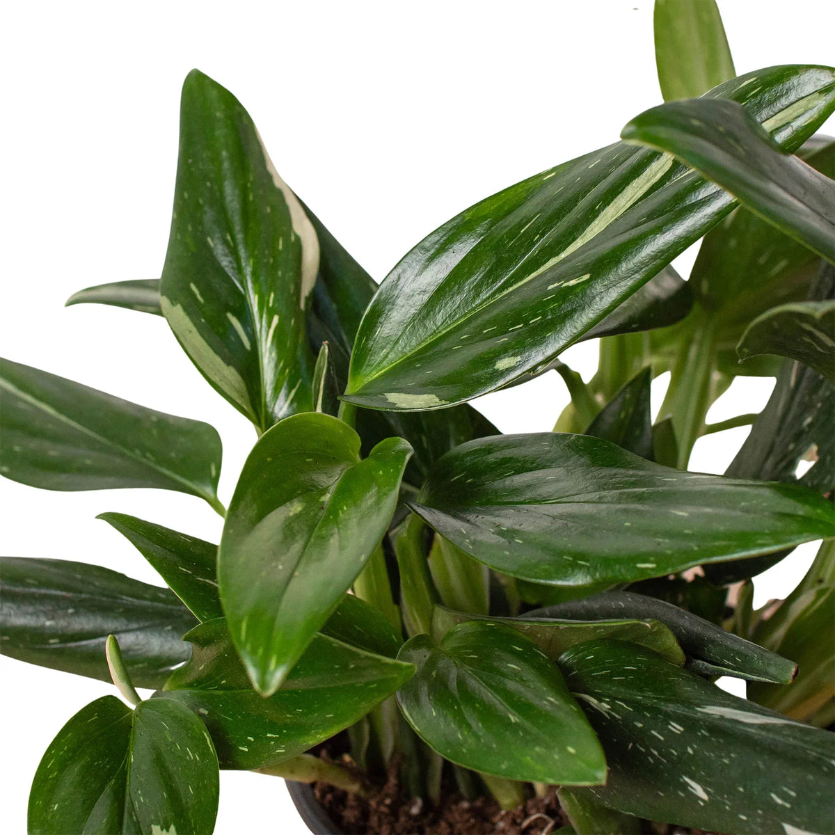 6" pot monstera 'standeleyana albo variegated' live houseplant for sale, lush variegated foliage with bold white splashes on dark green leaves, vining climbing growth habit, leathery thick leaf texture, thrives in bright indirect light, elegant statement piece for a modern tropical interior, an inspired gift for plant enthusiasts