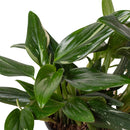 6" pot monstera 'standeleyana albo variegated' live houseplant for sale, bold white-splashed glossy foliage on a vigorous tropical climbing vine, leathery oval leaves with unique variegation on every leaf, thrives with indirect light and regular moisture, rare araceae family gem suited to floor display or hanging basket, a luxurious decorative addition to any indoor jungle, a showstopping gift for the plant lover in your life