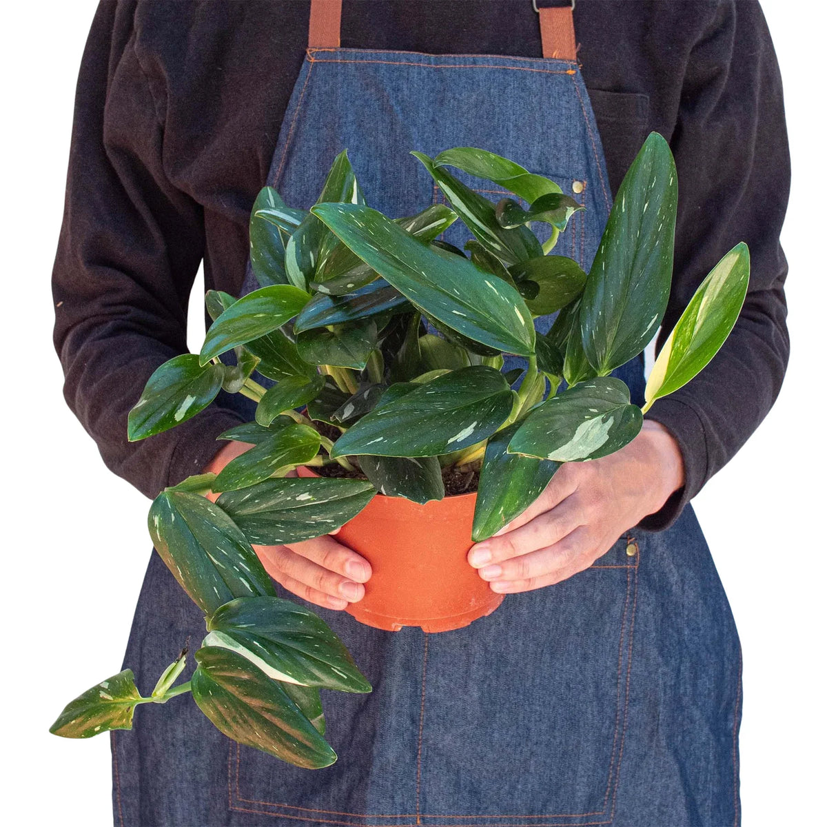 buy monstera 'standeleyana albo variegated' live houseplant 4" pot online, cream and white streaked glossy leaves on slender climbing stems, non-fenestrated solid leaf silhouette, vigorous vining form suitable for moss pole or trellis, humidity-loving tropical houseplant, a lush decorative touch for a sunlit corner, perfect gift for a plant-loving friend