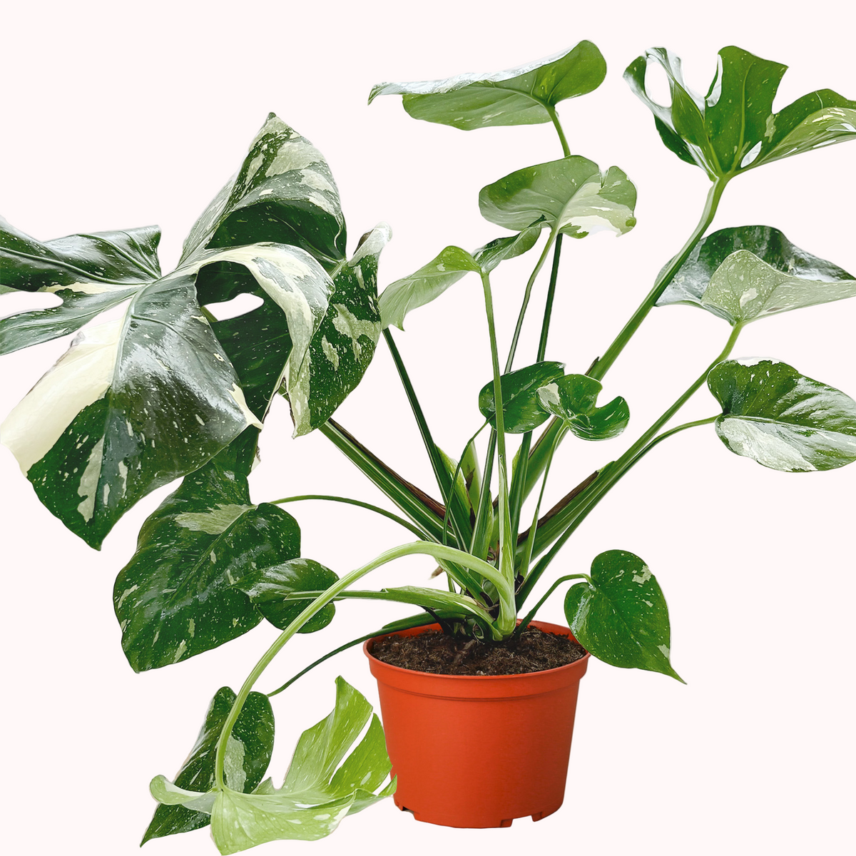 monstera thai constellation large Monstera Thai Constellation