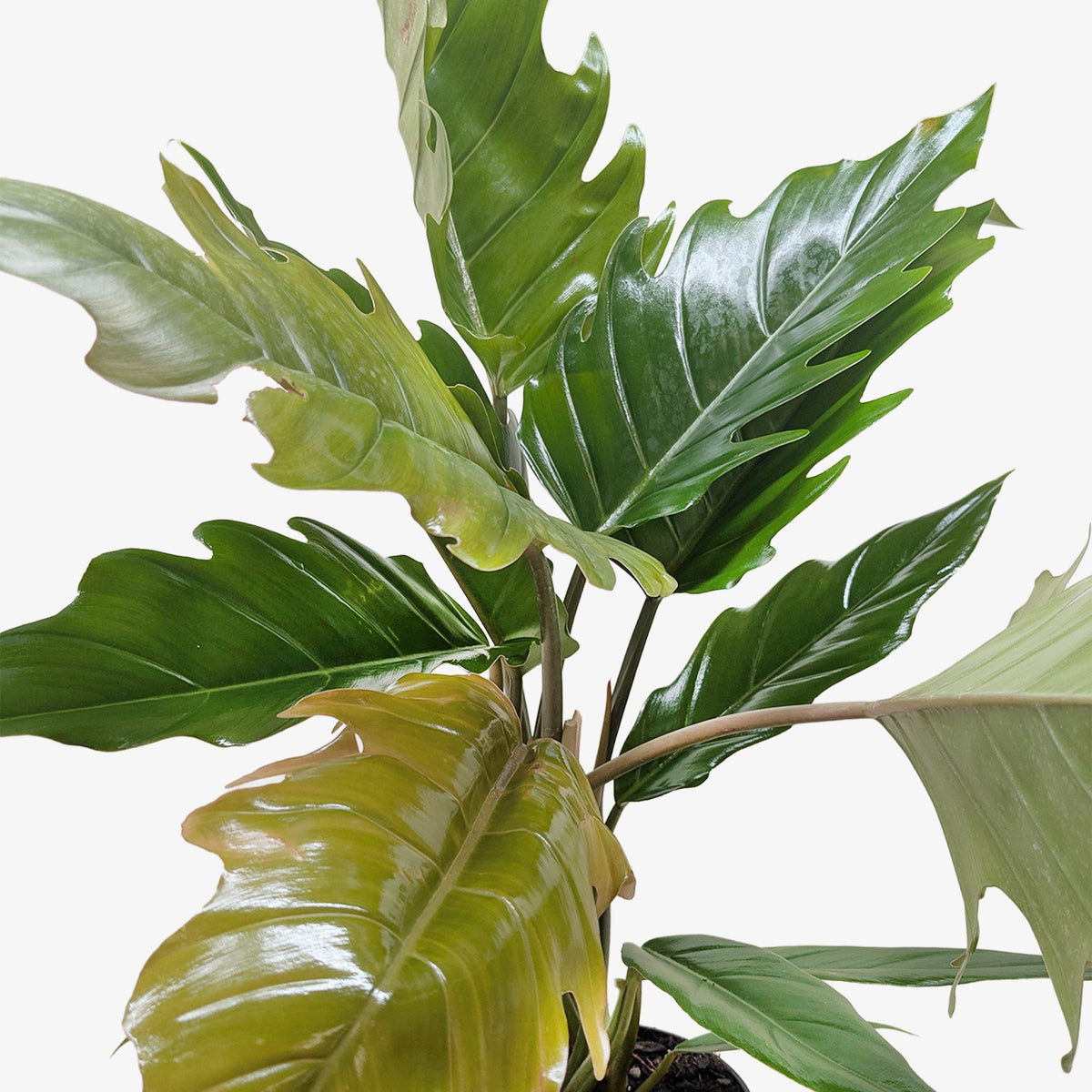 Philodendron Choco Empress - Live Houseplant
