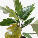 Philodendron Choco Empress - Live Houseplant