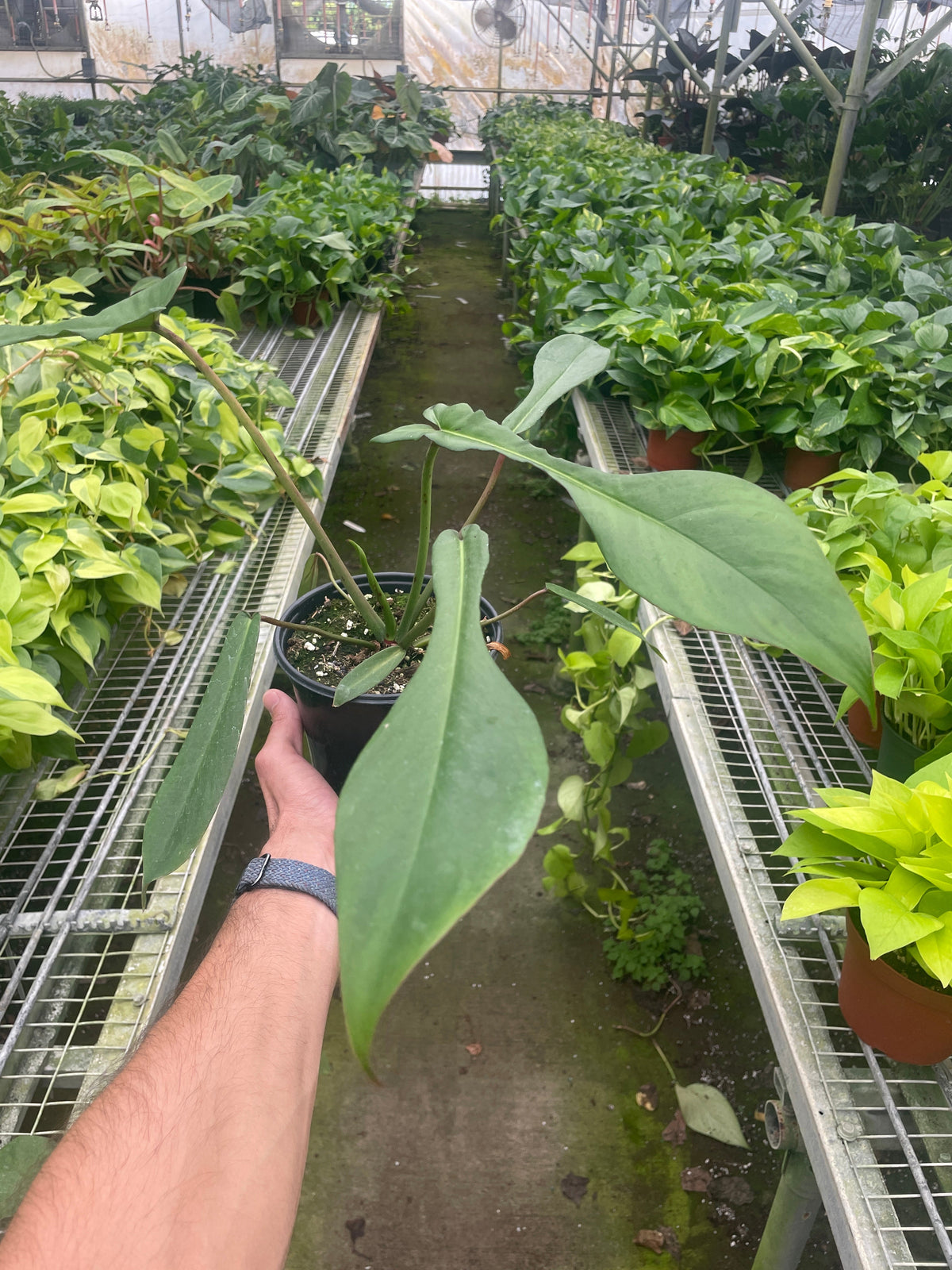 buy philodendron 'joepii' live houseplant 4" pot online, uniquely shaped tri-lobed deep green foliage, leathery glossy leaf surface, narrow mid-leaf waist giving a sculptural silhouette, slow climber suited to moss pole display, a refined tropical accent for shelves or plant stands, a standout rare aroid gift for collectors