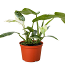 buy philodendron jose bueno live houseplant 4" pot online, painterly cream-splashed variegated foliage on deep green glossy leaves, thick cordate blades with dramatic patterning, fast-climbing aroid growth habit, rare and highly sought-after cultivar, a bold architectural accent for bright living rooms or home offices, an extraordinary and cherished gift for tropical plant lovers