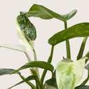 buy philodendron jose bueno live houseplant 4" pot online, painterly cream-splashed variegated foliage on deep green glossy leaves, thick cordate blades with dramatic patterning, fast-climbing aroid growth habit, rare and highly sought-after cultivar, a bold architectural accent for bright living rooms or home offices, an extraordinary and cherished gift for tropical plant lovers