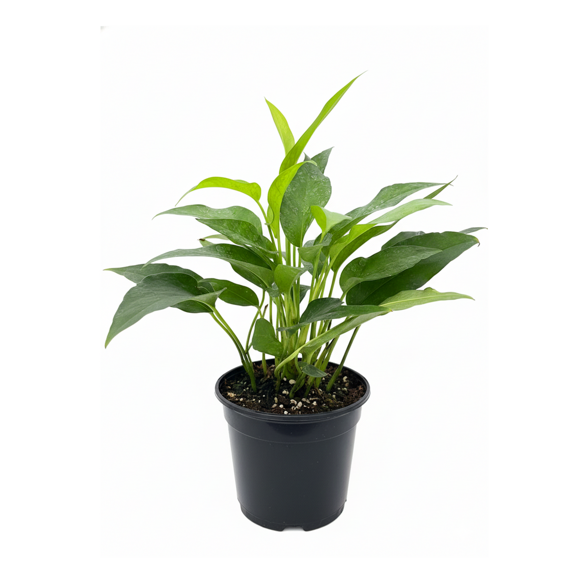 Pothos 'Skeleton Key' Unique Climbing Houseplant &amp; Decor, Rare Morphing Epipremnum pinnatum for sale online, Easy care rare aroids for indoor gardening